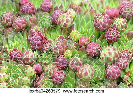 Hauswurzen (Sempervivum sp. ), Nordrhein-Westfalen, Deutschland, Europa View Large Photo Image Stock Photo - Hauswurzen (Sempervivum sp. ), Nordrhein-Westfalen, Deutschland, Europa. Fotosearch