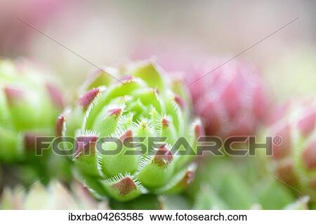 Hauswurzen (Sempervivum sp. ), Nordrhein-Westfalen, Deutschland, Europa View Large Photo Image Stock Photography - Hauswurzen (Sempervivum sp. ), Nordrhein-Westfalen, Deutschland, Europa. Fotosearch