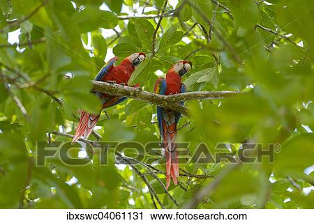 Hellrote Aras (Ara macao) in Katappenbaum (Terminalia catappa), Provinz Puntarenas, Costa Rica, Nordamerika View Large Photo Image Stock Image - Hellrote Aras (Ara macao) in Katappenbaum (Terminalia catappa), Provinz Puntarenas, Costa Rica, Nordamerika. Fotosearch