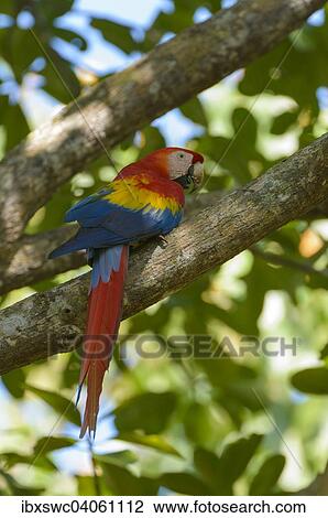 Stock Image - Hellroter Ara (Ara macao) auf Ast, Provinz Puntarenas, Costa Rica, Nordamerika. Fotosearch