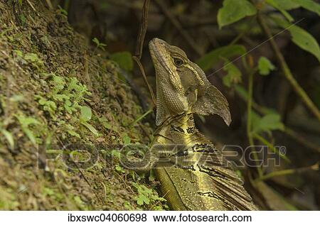 Stock Photo - Helmbasilisk (Basiliscus basiliscus), Nationalpark Piedras Blancas, Golfo Dulce, Provinz Puntarenas, Costa Rica, Nordamerika. Fotosearch