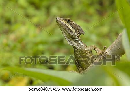 Stock Photography - Helmbasilisk (Basiliscus basiliscus), Nationalpark Manuel Antonio, Provinz Puntarenas, Costa Rica, Nordamerika. Fotosearch