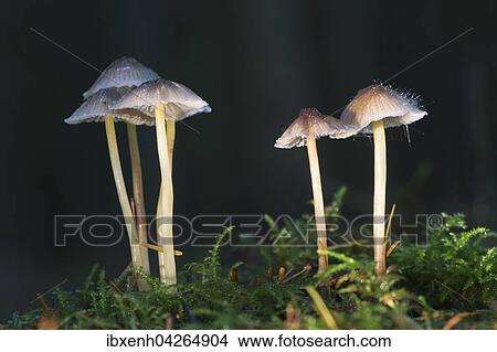 Helmlinge (Mycena sp. ), Emsland, Niedersachsen, Deutschland, Europa View Large Photo Image Picture - Helmlinge (Mycena sp. ), Emsland, Niedersachsen, Deutschland, Europa. Fotosearch