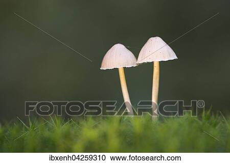 Helmlinge (Mycena sp. ), Emsland, Niedersachsen, Deutschland, Europa View Large Photo Image Stock Image - Helmlinge (Mycena sp. ), Emsland, Niedersachsen, Deutschland, Europa. Fotosearch