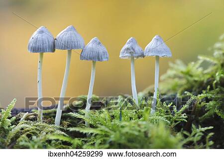 Helmlinge (Mycena sp. ), Emsland, Niedersachsen, Deutschland, Europa View Large Photo Image Stock Photo - Helmlinge (Mycena sp. ), Emsland, Niedersachsen, Deutschland, Europa. Fotosearch