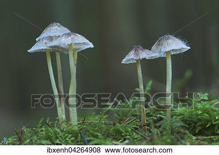 Helmlinge (Mycena sp. ), Emsland, Niedersachsen, Deutschland, Europa View Large Photo Image Stock Photo - Helmlinge (Mycena sp. ), Emsland, Niedersachsen, Deutschland, Europa. Fotosearch