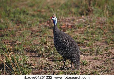 Helmperlhuhn (Numida meleagris), Kruger-Nationalpark, Sudafrika View Large Photo Image Stock Image - Helmperlhuhn (Numida meleagris), Kruger-Nationalpark, Sudafrika. Fotosearch
