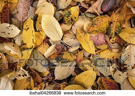 Herbst, Herbstblatter, Herbstlaub, auf dem Boden, Deutschland, Europa View Large Photo Image Stock Photo - Herbst, Herbstblatter, Herbstlaub, auf dem Boden, Deutschland, Europa. Fotosearch