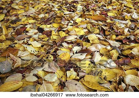 Herbst, Herbstblatter, Herbstlaub, auf dem Boden, Deutschland, Europa View Large Photo Image Stock Photo - Herbst, Herbstblatter, Herbstlaub, auf dem Boden, Deutschland, Europa. Fotosearch