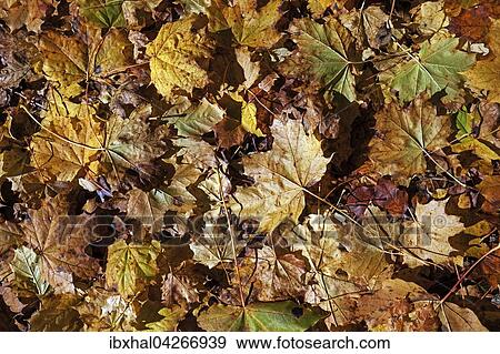 Herbst, Herbstblatter, Herbstlaub, auf dem Boden, Allgau, Bayern, Deutschland, Europa View Large Photo Image Stock Photo - Herbst, Herbstblatter, Herbstlaub, auf dem Boden, Allgau, Bayern, Deutschland, Europa. Fotosearch