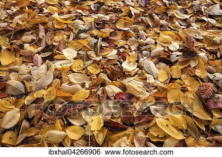 Herbst, Herbstblatter, Herbstlaub, auf dem Boden, Deutschland, Europa View Large Photo Image Stock Photograph - Herbst, Herbstblatter, Herbstlaub, auf dem Boden, Deutschland, Europa. Fotosearch