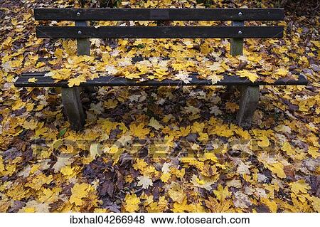 Herbst, Herbstblatter, Herbstlaub, liegen auf einer Bank und auf dem Boden, Allgau, Bayern, Deutschland, Europa View Large Photo Image Stock Photo - Herbst, Herbstblatter, Herbstlaub, liegen auf einer Bank und auf dem Boden, Allgau, Bayern, Deutschland, Europa. Fotosearch