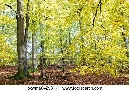 Herbst im Buchenwald (Fagus sp. ), Hessen, Deutschland, Europa View Large Photo Image Stock Image - Herbst im Buchenwald (Fagus sp. ), Hessen, Deutschland, Europa. Fotosearch