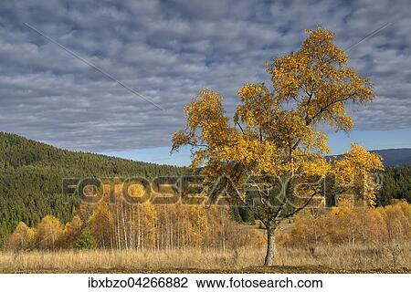 Herbst im Nationalpark Sumava, Bohmerwald, Tschechien, Europa View Large Photo Image Stock Image - Herbst im Nationalpark Sumava, Bohmerwald, Tschechien, Europa. Fotosearch
