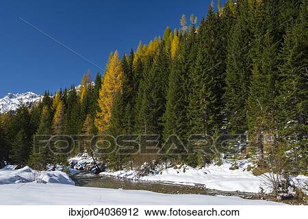 Herbst im Naturpark Riedingtal, Herbstverfarbung der Larchen, erster Schnee, Riedingbach, Zederhaus, Lungau, Salzburg, Osterreich, Europa View Large Photo Image Stock Image - Herbst im Naturpark Riedingtal, Herbstverfarbung der Larchen, erster Schnee, Riedingbach, Zederhaus, Lungau, Salzburg, Osterreich, Europa. Fotosearch