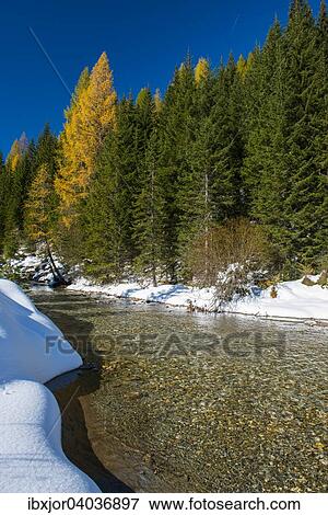 Herbst im Naturpark Riedingtal, Herbstverfarbung der Larchen, erster Schnee, Riedingbach, Zederhaus, Lungau, Salzburg, Osterreich, Europa View Large Photo Image Stock Photo - Herbst im Naturpark Riedingtal, Herbstverfarbung der Larchen, erster Schnee, Riedingbach, Zederhaus, Lungau, Salzburg, Osterreich, Europa. Fotosearch