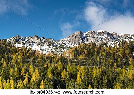 Stock Photography - Herbst im Naturpark Riedingtal, Schliereralm, Herbstverfarbung der Larchen, erster Schnee, Zederhaus, Lungau, Salzburg, Osterreich, Europa. Fotosearch