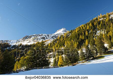 Herbst im Naturpark Riedingtal, Schliereralm, Herbstverfarbung der Larchen, erster Schnee, Zederhaus, Lungau, Salzburg, Osterreich, Europa View Large Photo Image Stock Photography - Herbst im Naturpark Riedingtal, Schliereralm, Herbstverfarbung der Larchen, erster Schnee, Zederhaus, Lungau, Salzburg, Osterreich, Europa. Fotosearch