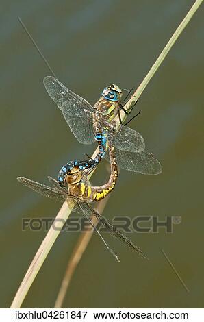 Herbst- Mosaikjungfer (Aeshna mixta), Paarungsrad, Baden-Wurttemberg, Deutschland, Europa View Large Photo Image Stock Photo - Herbst- Mosaikjungfer (Aeshna mixta), Paarungsrad, Baden-Wurttemberg, Deutschland, Europa. Fotosearch