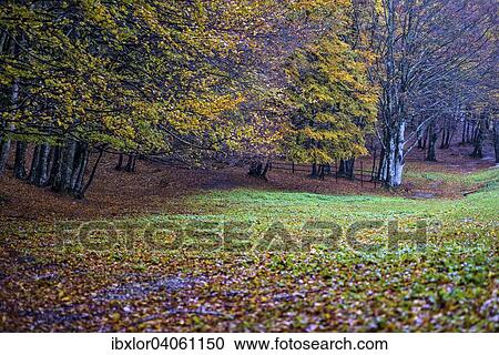 Herbst, Pian delle Macinare, Monte Cucco, Apennin, Umbrien, Italien, Europa View Large Photo Image Stock Image - Herbst, Pian delle Macinare, Monte Cucco, Apennin, Umbrien, Italien, Europa. Fotosearch