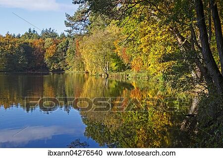 Herbstbaume am Muhlenteich, Obenstrohe, Varel, Friesland, Niedersachsen, Deutschland, Europa View Large Photo Image Stock Image - Herbstbaume am Muhlenteich, Obenstrohe, Varel, Friesland, Niedersachsen, Deutschland, Europa. Fotosearch