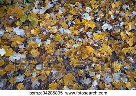 Herbstblatter vom Feld-Ahorn (Acer campestre) am Boden, Bayern, Deutschland, Europa View Large Photo Image Stock Photography - Herbstblatter vom Feld-Ahorn (Acer campestre) am Boden, Bayern, Deutschland, Europa. Fotosearch