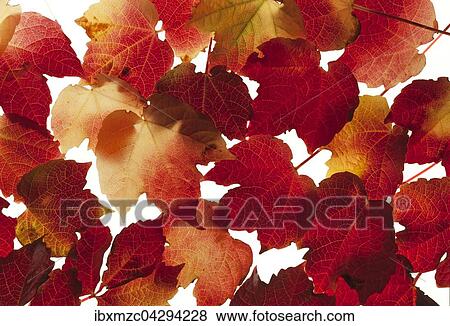 Herbstblatter vom Wilden Wein (Parthenocissus tricuspidata), durchleuchtet auf weissem Hintergrund View Large Photo Image Stock Photo - Herbstblatter vom Wilden Wein (Parthenocissus tricuspidata), durchleuchtet auf weissem Hintergrund. Fotosearch