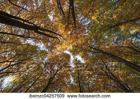Herbstfarbung, Wald mit Buchen (Fagus sylvatica), Morschreuth, Oberfranken, Bayern, Deutschland, Europa View Large Photo Image Stock Photo - Herbstfarbung, Wald mit Buchen (Fagus sylvatica), Morschreuth, Oberfranken, Bayern, Deutschland, Europa. Fotosearch