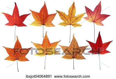 Herbstlaub, Amerikanischer Amberbaum (Liquidambar styraciflua) View Large Photo Image Stock Image - Herbstlaub, Amerikanischer Amberbaum (Liquidambar styraciflua). Fotosearch