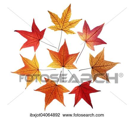 Herbstlaub, Amerikanischer Amberbaum (Liquidambar styraciflua) View Large Photo Image Stock Image - Herbstlaub, Amerikanischer Amberbaum (Liquidambar styraciflua). Fotosearch
