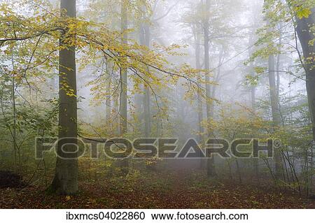 Herbstlaub, Baume im Nebel, Nationalpark Harz, Thale, Sachsen-Anhalt, Deutschland, Europa View Large Photo Image Stock Image - Herbstlaub, Baume im Nebel, Nationalpark Harz, Thale, Sachsen-Anhalt, Deutschland, Europa. Fotosearch