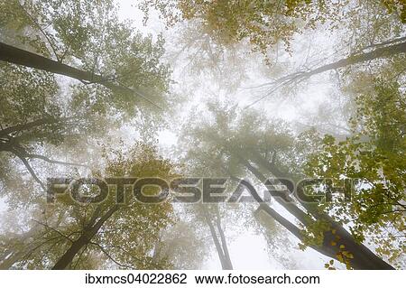 Herbstlaub, Baumkronen im Nebel, Nationalpark Harz, Thale, Sachsen-Anhalt, Deutschland, Europa View Large Photo Image Stock Image - Herbstlaub, Baumkronen im Nebel, Nationalpark Harz, Thale, Sachsen-Anhalt, Deutschland, Europa. Fotosearch