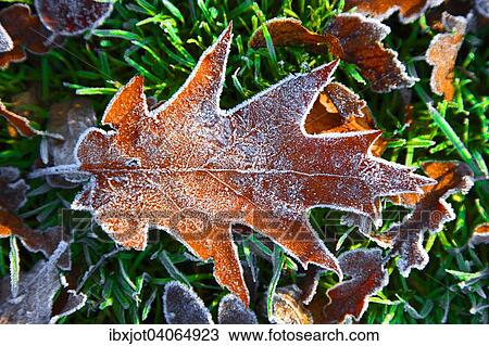 Herbstlaub, Raureif auf Herbstblatt, Roteiche, Nordrhein-Westfalen, Deutschland, Europa View Large Photo Image Stock Image - Herbstlaub, Raureif auf Herbstblatt, Roteiche, Nordrhein-Westfalen, Deutschland, Europa. Fotosearch