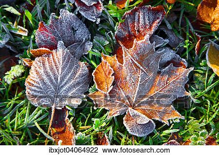 Herbstlaub, Raureif auf Herbstblattern, Spitzahorn, Linde, links, Nordrhein-Westfalen, Deutschland, Europa View Large Photo Image Stock Image - Herbstlaub, Raureif auf Herbstblattern, Spitzahorn, Linde, links, Nordrhein-Westfalen, Deutschland, Europa. Fotosearch
