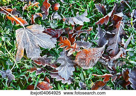 Herbstlaub, Raureif auf Herbstblattern, Spitzahorn, Linde, Eiche, Nordrhein-Westfalen, Deutschland, Europa View Large Photo Image Stock Photography - Herbstlaub, Raureif auf Herbstblattern, Spitzahorn, Linde, Eiche, Nordrhein-Westfalen, Deutschland, Europa. Fotosearch