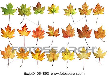 Herbstlaub, Silber-Ahorn (Acer saccharinum) View Large Photo Image Stock Image - Herbstlaub, Silber-Ahorn (Acer saccharinum). Fotosearch