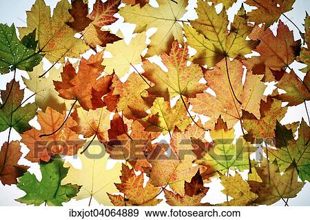 Herbstlaub, Silber-Ahorn (Acer saccharinum) View Large Photo Image Stock Photo - Herbstlaub, Silber-Ahorn (Acer saccharinum). Fotosearch