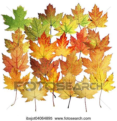 Herbstlaub, Silber-Ahorn (Acer saccharinum) View Large Photo Image Stock Photography - Herbstlaub, Silber-Ahorn (Acer saccharinum). Fotosearch