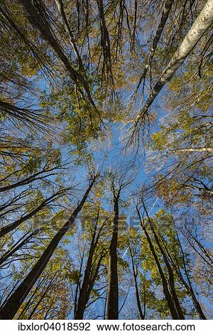 Herbstlaub, Steineichen von unten, Foreste Casentinesi Nationalpark, Italien, Europa View Large Photo Image Stock Image - Herbstlaub, Steineichen von unten, Foreste Casentinesi Nationalpark, Italien, Europa. Fotosearch