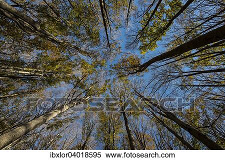 Stock Photography - Herbstlaub, Steineichen von unten, Foreste Casentinesi Nationalpark, Italien, Europa. Fotosearch