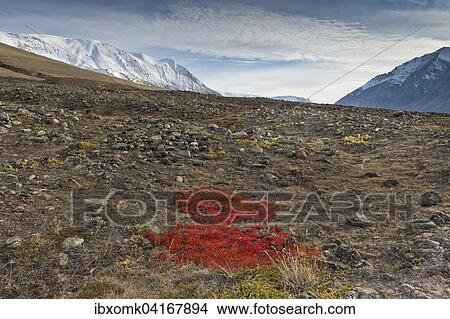 Herbstlich gefarbte Alpen-Barentraube (Arctostaphylos alpinus), Paradisdal, Kjerulf Fjord, Nebenarm des Kaiser Franz Josef Fjord, Nordost-Gronland-Nationalpark, Gronland, Nordamerika View Large Photo Image Picture - Herbstlich gefarbte Alpen-Barentraube (Arctostaphylos alpinus), Paradisdal, Kjerulf Fjord, Nebenarm des Kaiser Franz Josef Fjord, Nordost-Gronland-Nationalpark, Gronland, Nordamerika. Fotosearch