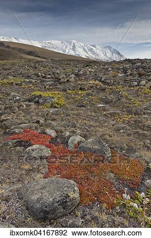 Herbstlich gefarbte Alpen-Barentraube (Arctostaphylos alpinus), Paradisdal, Kjerulf Fjord, Nebenarm des Kaiser Franz Josef Fjord, Nordost-Gronland-Nationalpark, Gronland, Nordamerika View Large Photo Image Stock Image - Herbstlich gefarbte Alpen-Barentraube (Arctostaphylos alpinus), Paradisdal, Kjerulf Fjord, Nebenarm des Kaiser Franz Josef Fjord, Nordost-Gronland-Nationalpark, Gronland, Nordamerika. Fotosearch