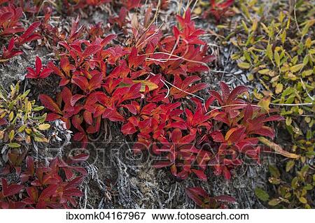 Herbstlich gefarbte Alpen-Barentraube (Arctostaphylos alpinus) und Arktische Weide oder Arktis-Weide (Salix arctica), Renbukta, Kaiser Franz Joseph Fjord, Nordost-Gronland-Nationalpark, Gronland, Nordamerika View Large Photo Image Stock Photo - Herbstlich gefarbte Alpen-Barentraube (Arctostaphylos alpinus) und Arktische Weide oder Arktis-Weide (Salix arctica), Renbukta, Kaiser Franz Joseph Fjord, Nordost-Gronland-Nationalpark, Gronland, Nordamerika. Fotosearch