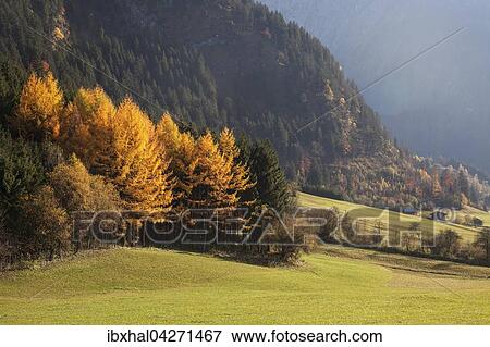 Herbstlich verfarbte Baume im Hintersteiner Tal, bei Bruck, Herbststimmung, Allgau, Bayern, Deutschland, Europa View Large Photo Image Stock Photo - Herbstlich verfarbte Baume im Hintersteiner Tal, bei Bruck, Herbststimmung, Allgau, Bayern, Deutschland, Europa. Fotosearch