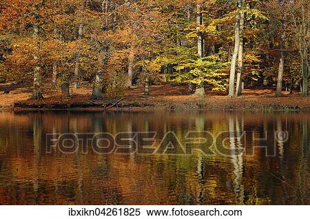 Stock Photography - Herbstliche Baume spiegeln sich in einem Teich, Klovensteen, Hamburg, Deutschland, Europa. Fotosearch