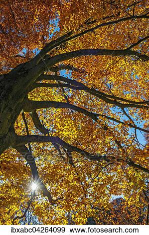 Herbstliche Buche (Fagus), Munchen, Bayern, Deutschland, Europa View Large Photo Image Stock Photo - Herbstliche Buche (Fagus), Munchen, Bayern, Deutschland, Europa. Fotosearch
