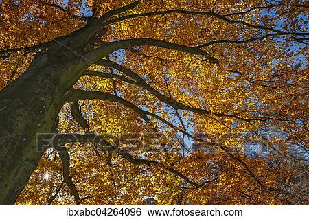 Herbstliche Buche (Fagus), Munchen, Bayern, Deutschland, Europa View Large Photo Image Stock Photograph - Herbstliche Buche (Fagus), Munchen, Bayern, Deutschland, Europa. Fotosearch