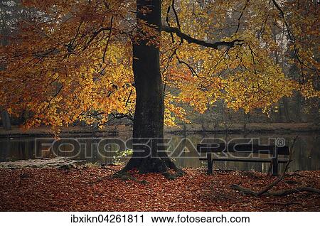 Herbstliche Buche (Fagus sp. ) und Holzbank, See, Klovensteen, Hamburg, Deutschland, Europa View Large Photo Image Stock Image - Herbstliche Buche (Fagus sp. ) und Holzbank, See, Klovensteen, Hamburg, Deutschland, Europa. Fotosearch