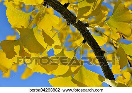 Herbstliche Gingkoblatter (Ginkgo biloba) vor blauem Himmel, Nordrhein-Westfalen, Deutschland, Europa View Large Photo Image Stock Image - Herbstliche Gingkoblatter (Ginkgo biloba) vor blauem Himmel, Nordrhein-Westfalen, Deutschland, Europa. Fotosearch