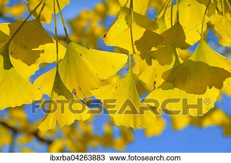 Herbstliche Gingkoblatter (Ginkgo biloba) vor blauem Himmel, Nordrhein-Westfalen, Deutschland, Europa View Large Photo Image Stock Image - Herbstliche Gingkoblatter (Ginkgo biloba) vor blauem Himmel, Nordrhein-Westfalen, Deutschland, Europa. Fotosearch